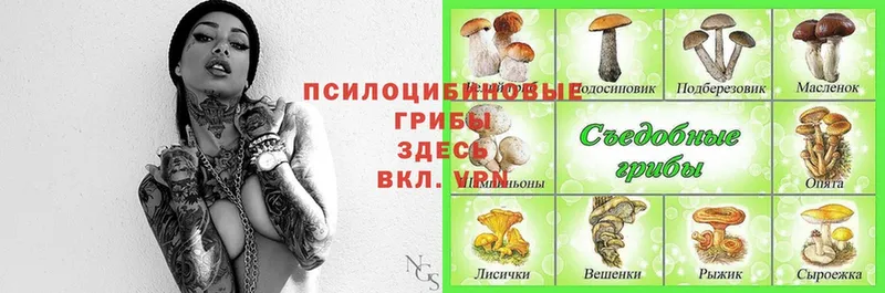 omg ссылка  Кашин  Псилоцибиновые грибы MAGIC MUSHROOMS  цены  